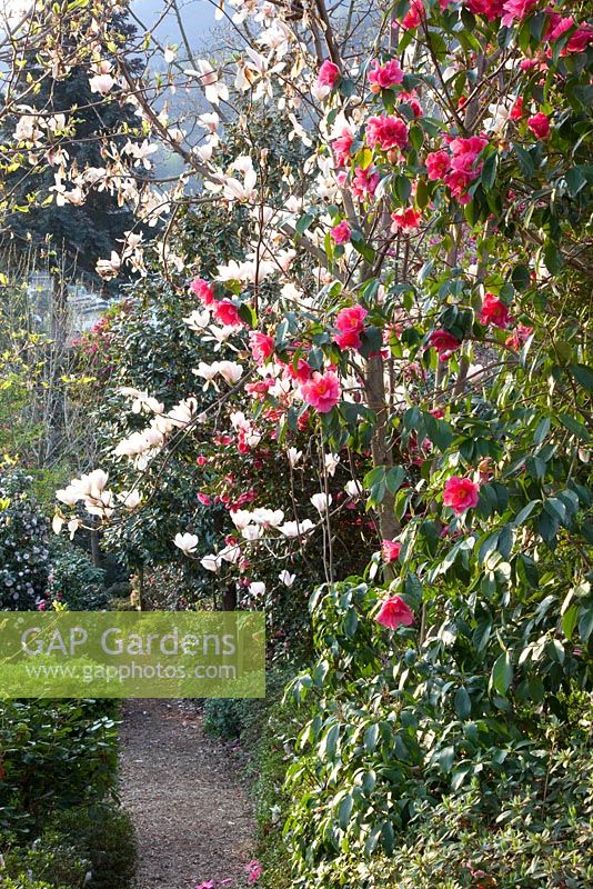 Magnolias and camellias in the botanical garden of Otto Eisenhut