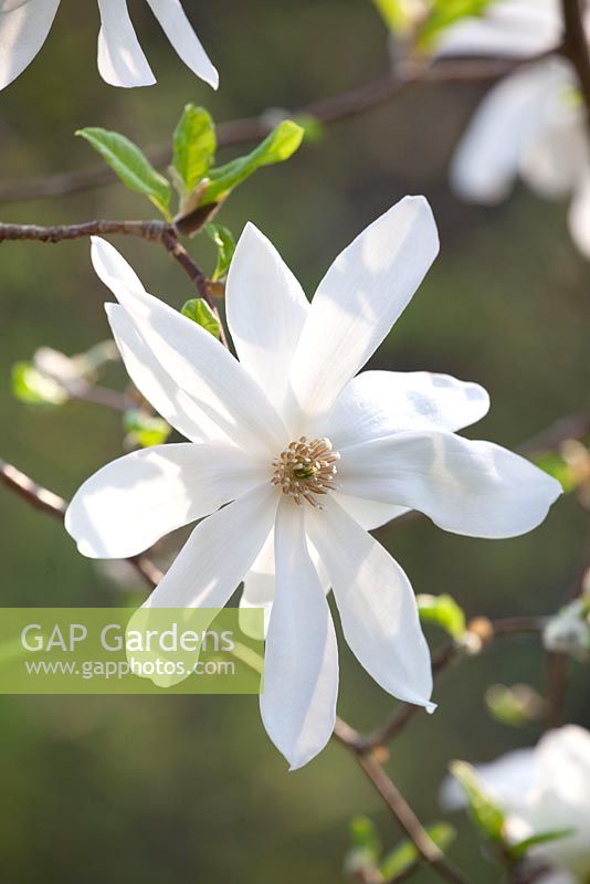 Magnolia loebneri 'Spring Snow'