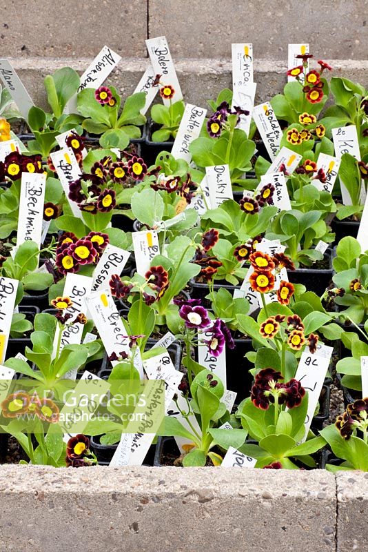 Auriculas with labels