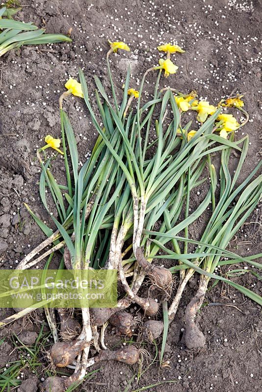 Narcissus that had naturalised and not true breeds removed from ground