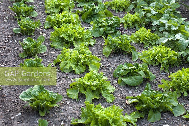Lettuces growing in rows (left to right) Little Gem, Webbs Wonderful, Buttercrunch, Salad Bowl, and Radish Jolly. Pashley Manor