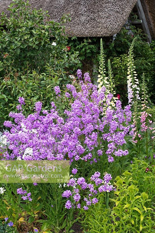 Hesperis matronalis - Sweet rocket, Dame's violet at RHS Rosemoor, Devon