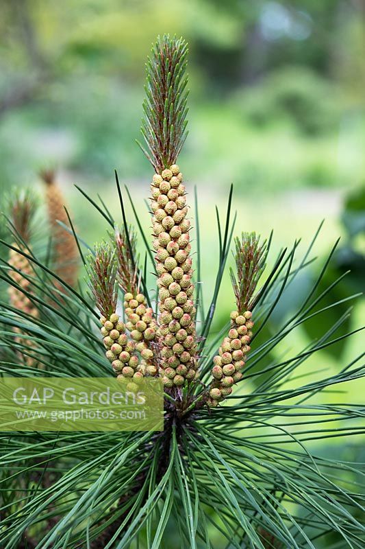 Pinus Muricata - Bishop Pine pollen cones