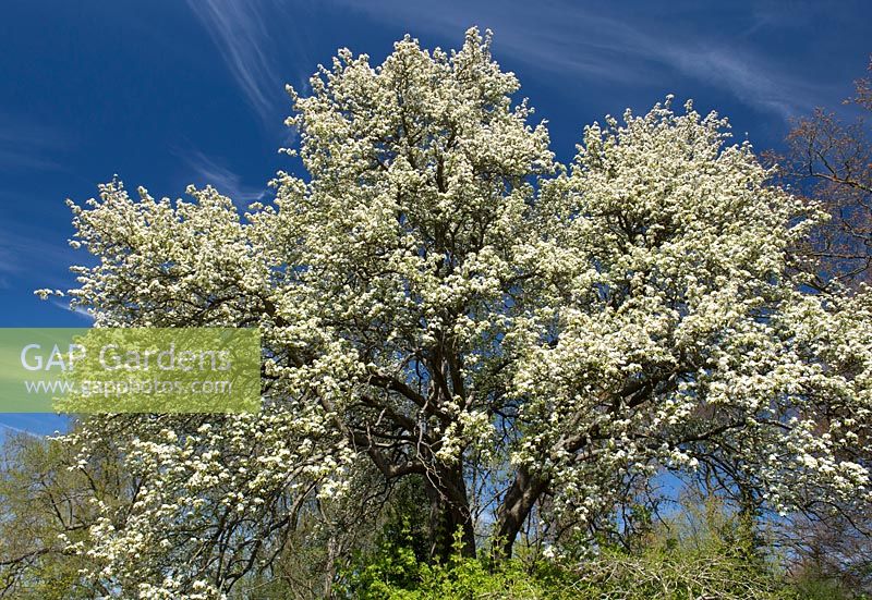 Pyrus Pashia - Wild Himalayan pear tree in blossom at RHS Wisley Gardens
