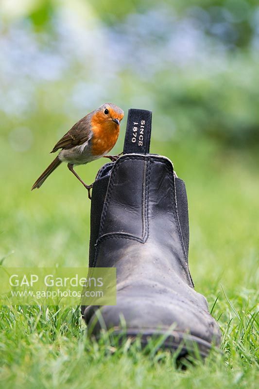 Erithacus rubecula - Robin on an old garden boot