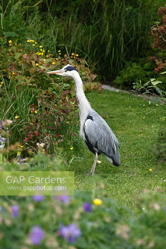 Ardea cinerea - Heron approaching garden pond
