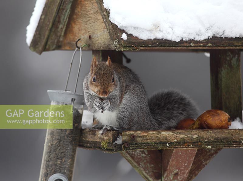 Scirius carolinensis - Grey squirrel feeding at snow covered bird table