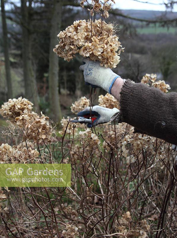 Hydrangea shrub - removing dead heads in winter
