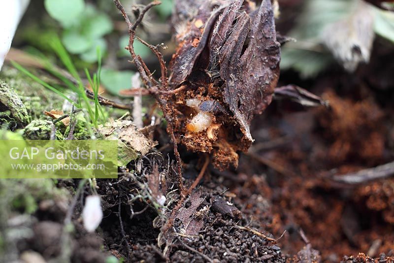Otiorhynchus sulcatus - vine weevil grub feeding on strawberry root