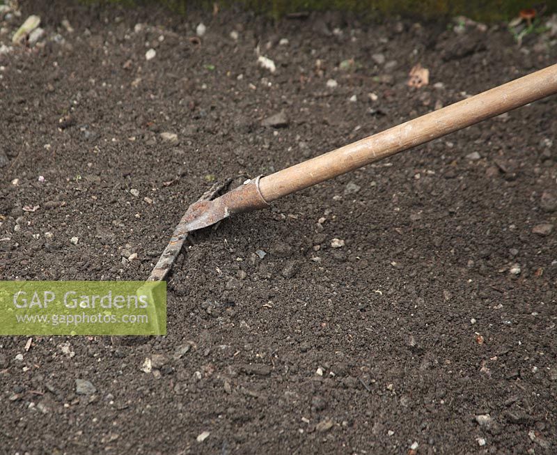 Growing carrots Step by step. Using a rake to obtain a fine tilth 