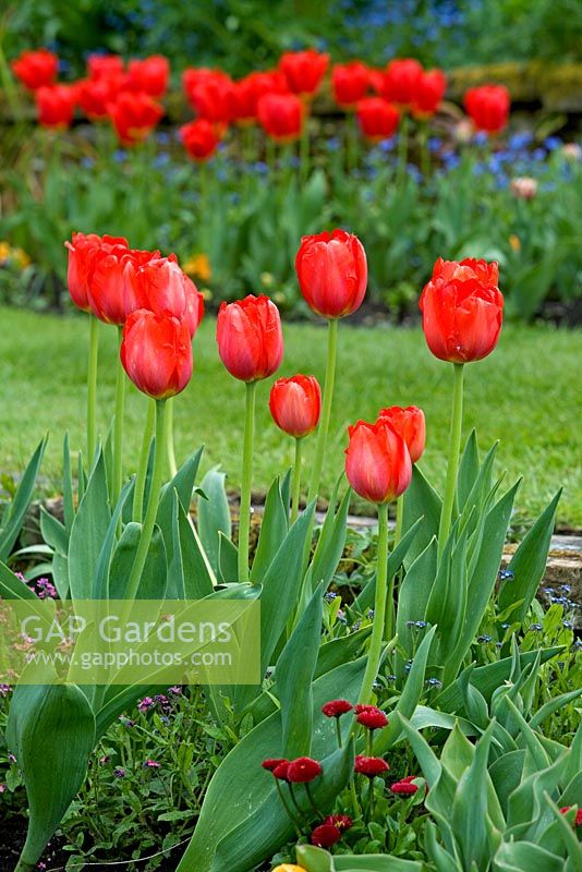 Tulipa 'Accardia' - Chenies Manor Gardens, Buckinghamshire, UK
