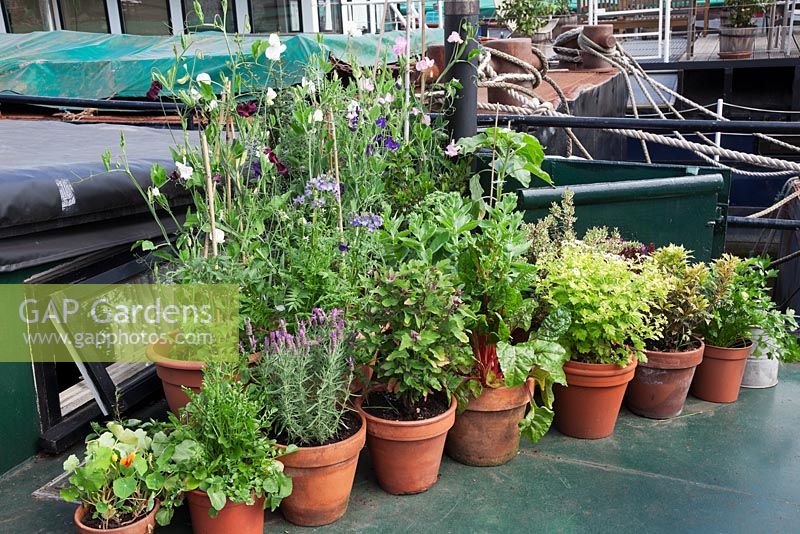 The Thames Garden Barges. Pots of Sweet Peas, French Lavender, Ruby Chard, Feverfew, Nasturtians, Sedum and Herbs on Ruben's barge.