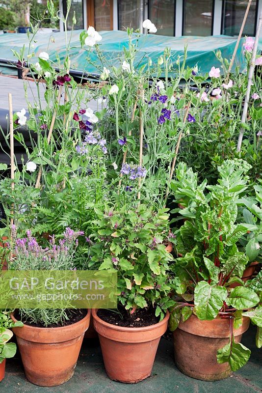 The Thames Garden Barges. Pots of Sweet Peas, French Lavender, Ruby Chard, Sedum on Ruben's barge.