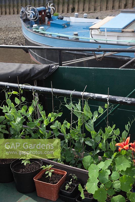 The Thames Garden Barges. Peas and Tomatoes growing in containers on Ruben's barge.