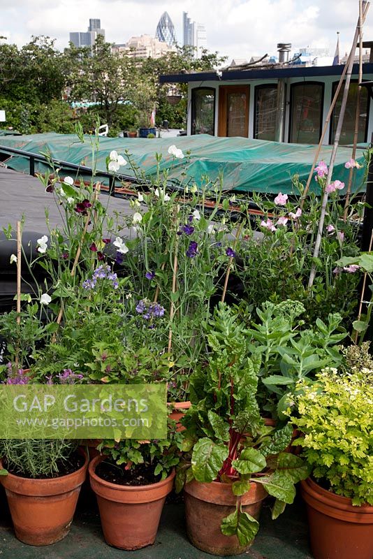 The Thames Garden Barges. Pots of Sweet Peas, French Lavender, Ruby Chard, Feverfew, Sedum and Herbs on Ruben's barge with views of The Gherkin and city.
