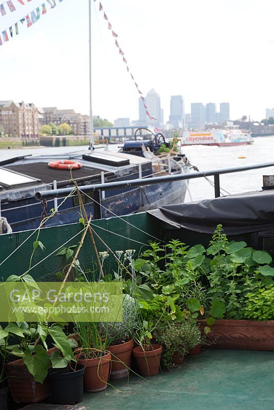 The Thames Garden Barges. Pots of herbs growing on Ruben's barge. Mint, Thyme, Curry Plant, Chives, Parsley, Nasturtiums and Runner Beans. View of Canary Wharf and the city.