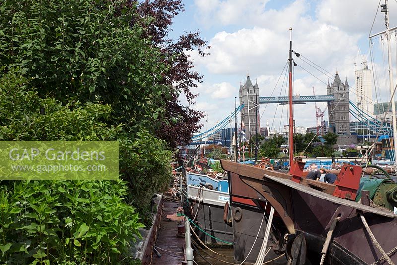 The Thames Garden Barges. Moorings with view of Tower Bridge.