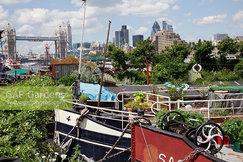 Thames Garden Barges, general view of moorings, with pots of annuals, Potatoes in gro-bags, mini orchard of Medlars , drought tolerant Helichrysum and Stachys byzantina and city views of Tower Bridge and The Gherkin.