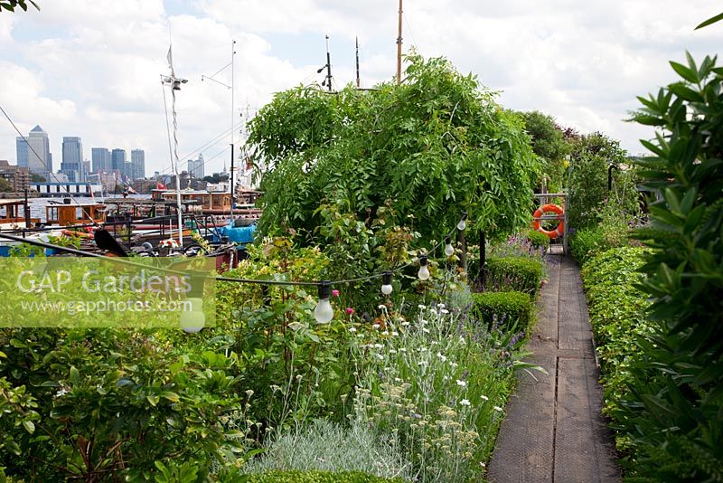 The Thames Garden Barges. Walkways luxuriant  with foliage and strung light bulbs. Helichrysum, Lavandula, low Ivy and Buxus hedges, Rose foliage, Honeysuckle, and Lychnis coronaria. Views of the city and Canary Wharf.