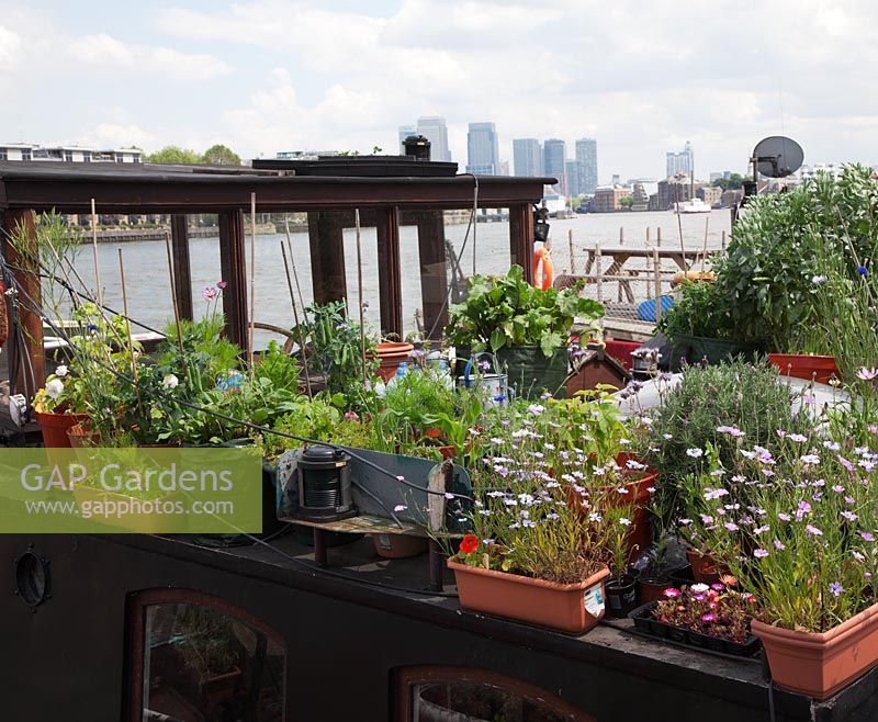 The Thames Garden Barges with troughs and pots full of annuals, veg and herbs and city view of Canary Wharf. Peas, Broad Beans, Sweetcorn, Lavandula and Beetroot.