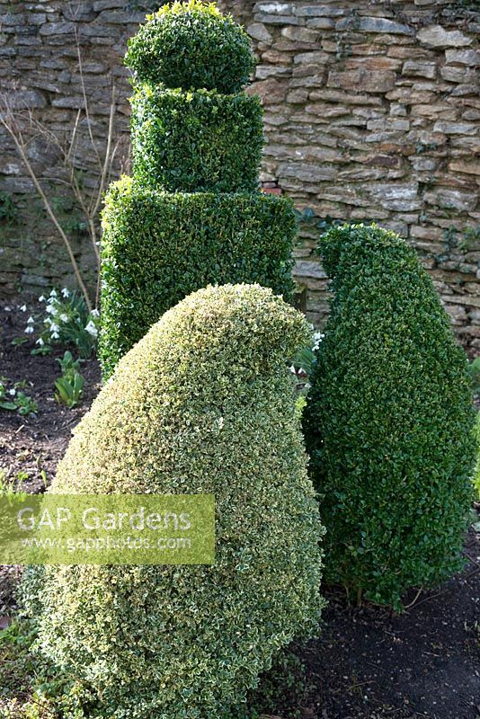 Euonymus and Buxus sempervirens - box topiary shapes by Jake Hobson