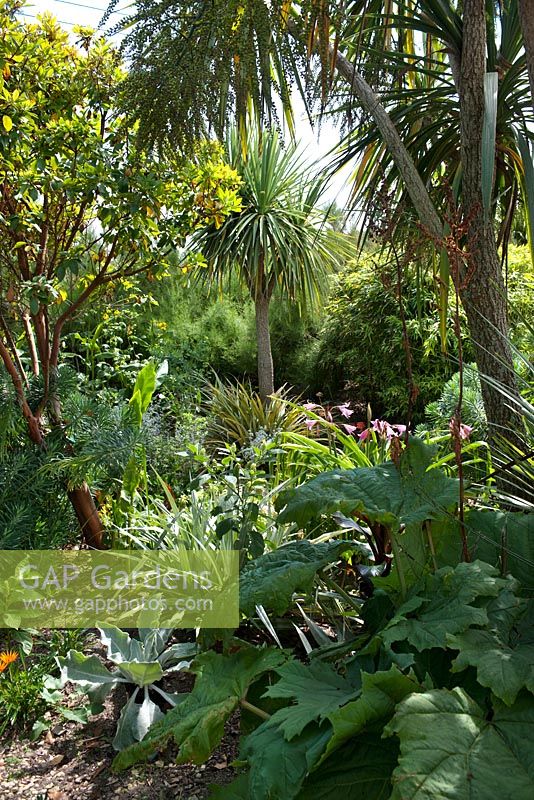 Exotic tropical style garden including Rheum, Verbascum, Astelia, Arbutus unedo - strawberry tree, Euphorbia, Crinum, Phytolacca, Gazania, bamboo and Cordyline 