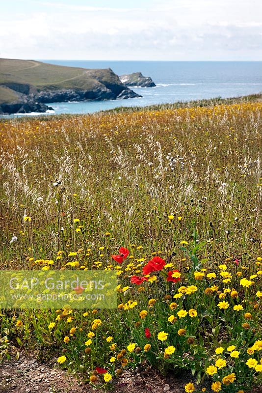 Wildflower meadow above Porth Joke or Polly Joke Beach, Newquay, Cornwall, England