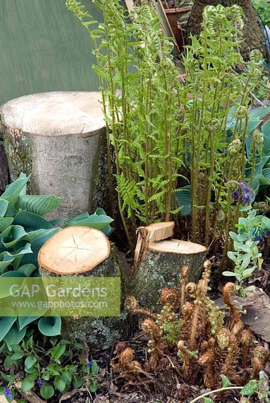 Young Fern and Hosta growth around tree stumps - 'Hundred Acre Meadow' School Garden, Malvern Spring Show 2013