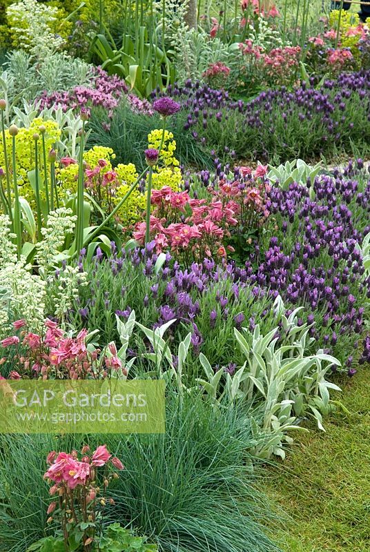 Pastel colours in border of Mediterranean style garden - 'Return to the Med' Show Garden, Silver Gilt Award, Malvern Spring Show 2013