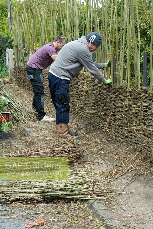 Willow Fence Construction -  Men working in tandem to continue weaving willow between uprights as the fence gains height
