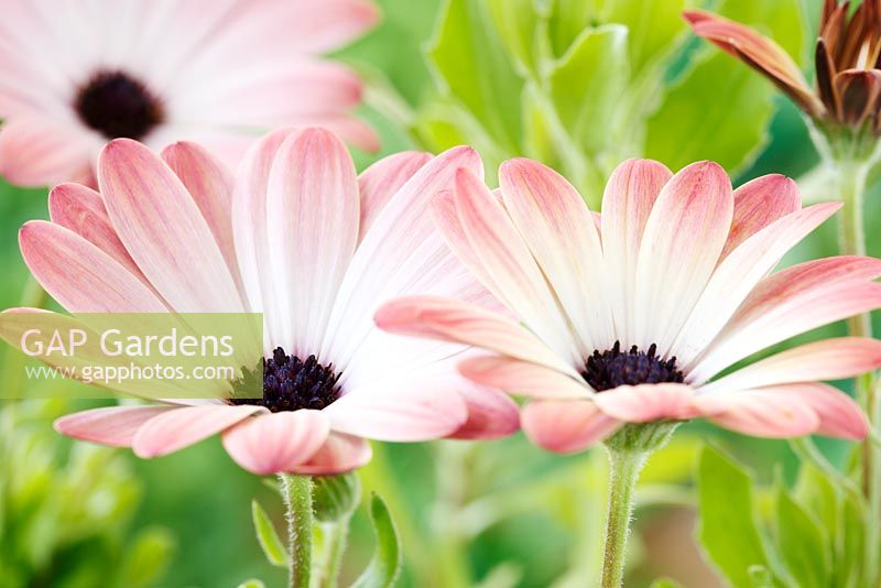 Osteospermum Serenity Pink Magic - 'Balserpima'  Serenity series - Flowers change colour as they age, September