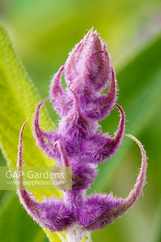 Salvia leucantha AGM - Mexican bush sage,  November