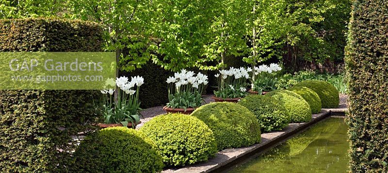 The rill garden with balls of buxus sempervirens flanked by white tulips in ornate terracotta pots 