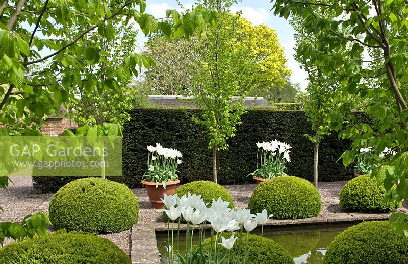 The rill garden with balls of buxus sempervirens flanked by white tulips in ornate terracotta pots, backed by Carpinus betulus 'Frans Fontaine' Hornbean  
