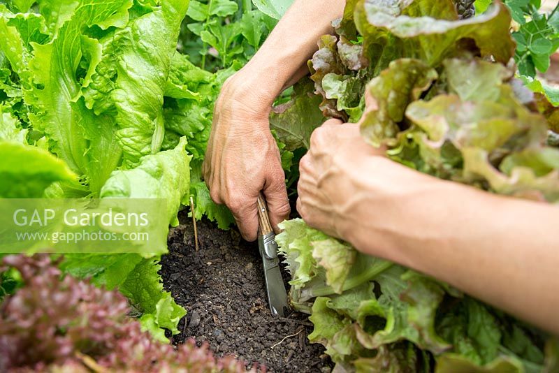 Step by step -  Harvesting lettuce 