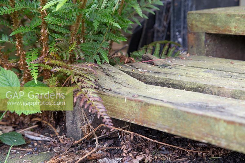 Wooden steps edged by ferns