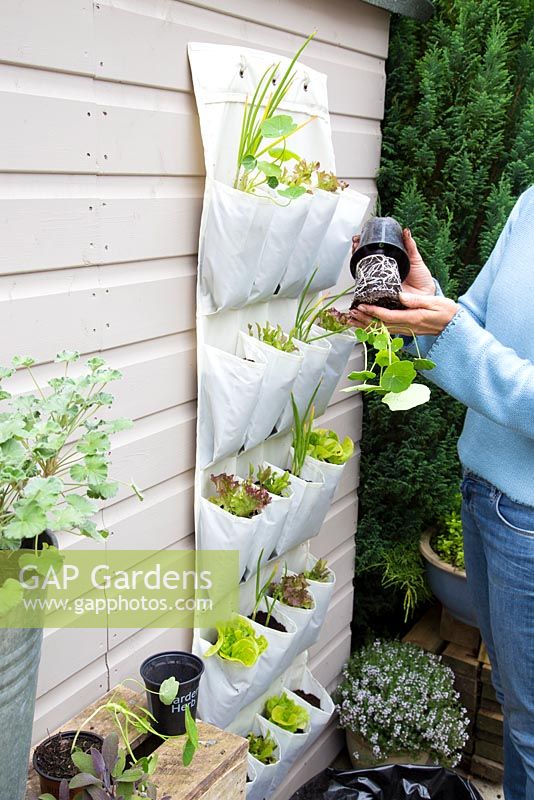 Step by step -  Planting vertical shoe holder with fruit and vegetables