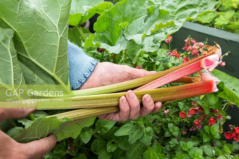 Step by step. Harvesting Rhubarb from metal container 