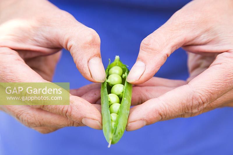 Step by step - Pea 'Kelvedon Wonder' - opening pod to expose peas

