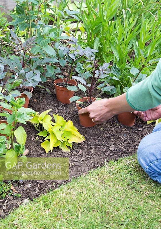 Step by step - Dahlia 'Bishops Children' - planting into flowerbed