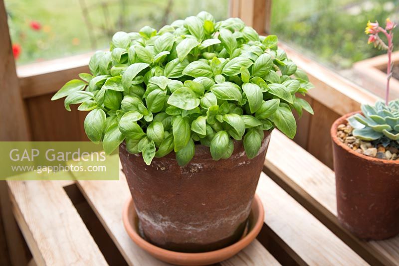 Step by step - Container grown basil in greenhouse