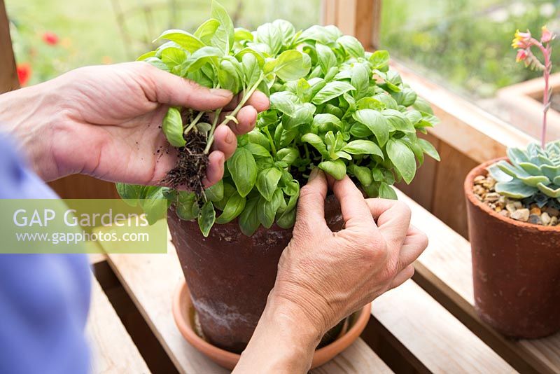 Step by step - Container grown basil - taking cuttings - pinching out