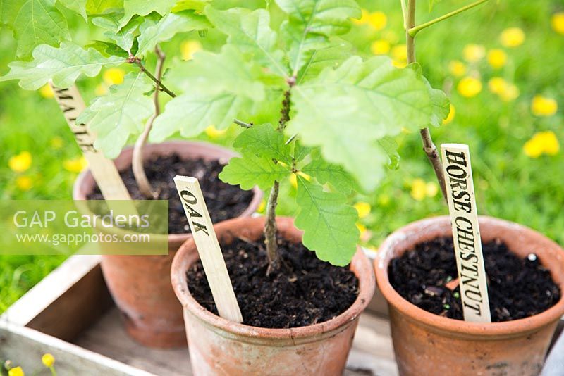 Step by step for making homemade labels - using printing pack - container planted tree saplings 