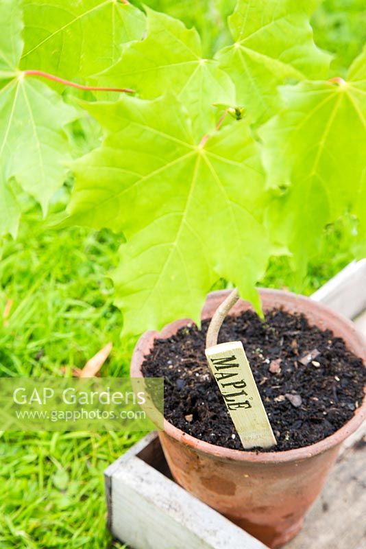 Step by step for making homemade labels - Labeled maple tree sapling in pot 