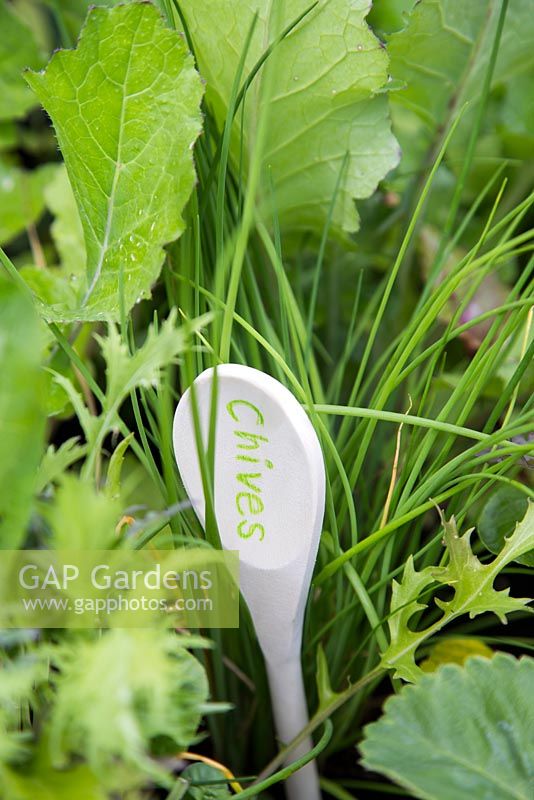 Label made out of wooden spoon in mixed raised bed - chives  