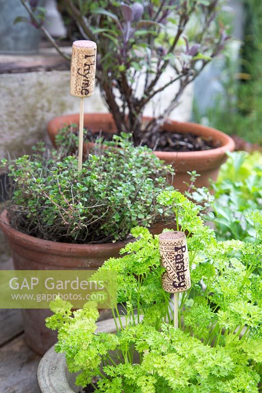 Containers of herbs with recycled corks as plant labels - Thyme and Parsley 