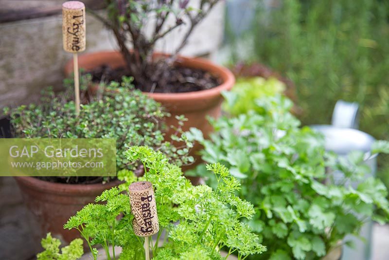 Container planted herbs with recycled corks used as plant labels