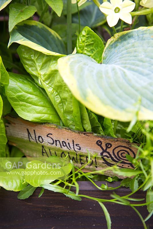Humorous homemade sign banning snails from raised bed
