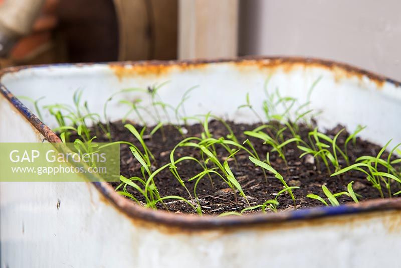 Step by step for planting a vintage bread bin with carrot 'sugarsnax'