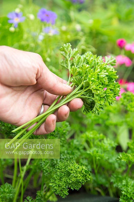 step by step -  Large veg trug - harvesting parsley